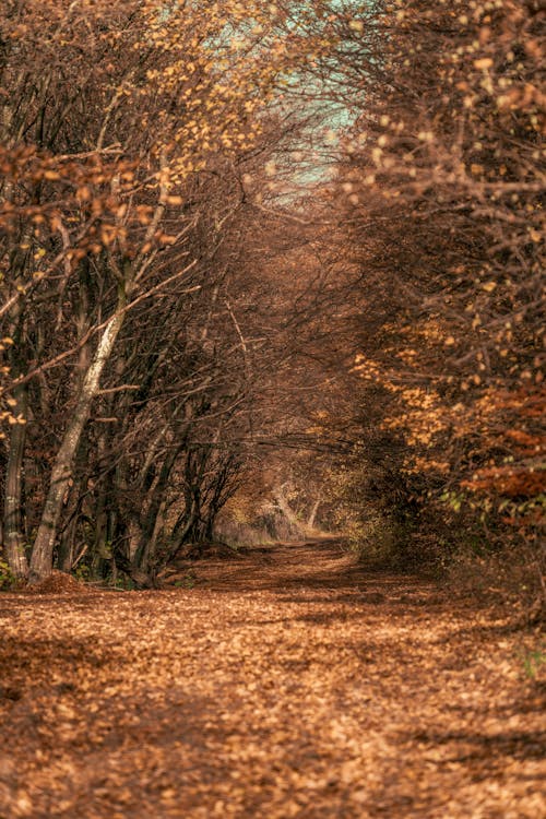 Photos gratuites de bosquet, campagne, chemin en forêt