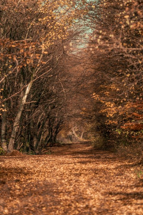 Free Explore a serene forest path blanketed with autumn leaves in Cluj-Napoca, Romania. Tranquil and picturesque. Stock Photo