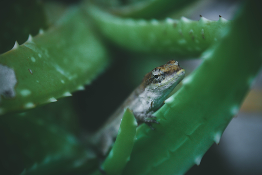 gecko photo