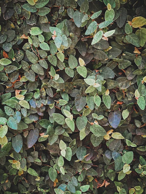 Kostnadsfri bild av frodig, gröna löv, lövverk