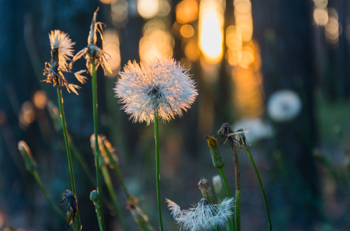 Free Close-Up Shot of Dandelions in Bloom Stock Photo