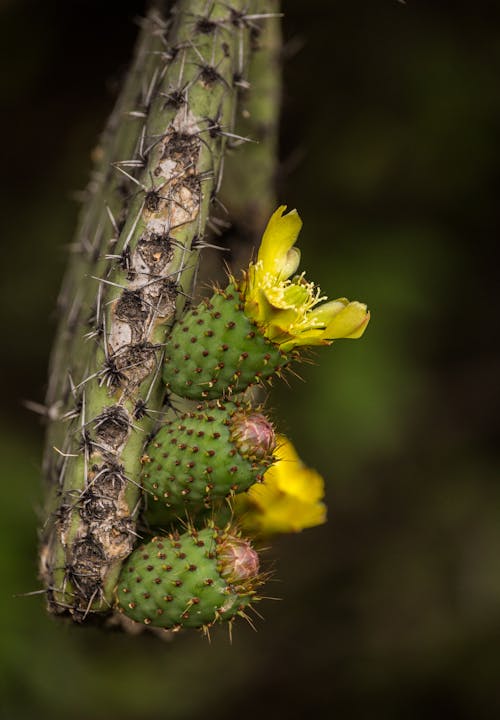 Foto profissional grátis de flores