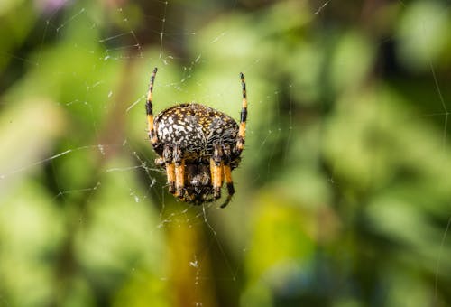 Photos gratuites de araignée