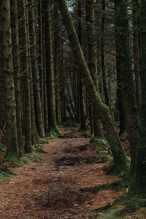 Free A tranquil forest path surrounded by tall pine trees, creating a calm, nature-filled scene. Stock Photo