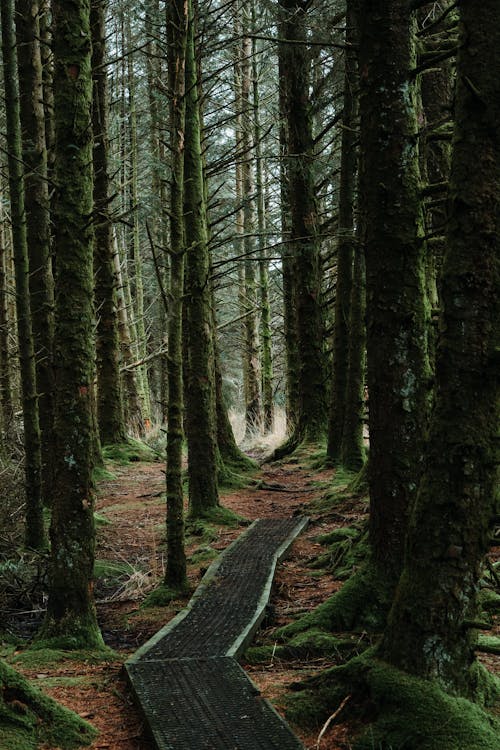 Free Foot Path in the Middle of the Forest Stock Photo