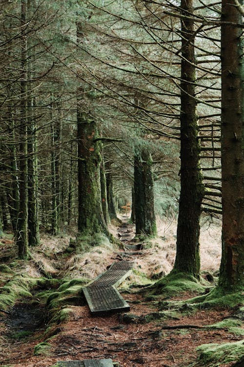 Forest Path Between Pine Trees