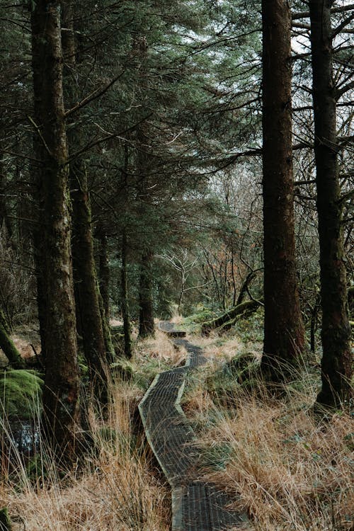 Immagine gratuita di alberi, boschi, erba verde