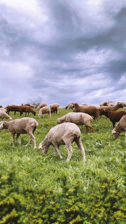Herd of Sheep on Green Grass Field · Free Stock Photo