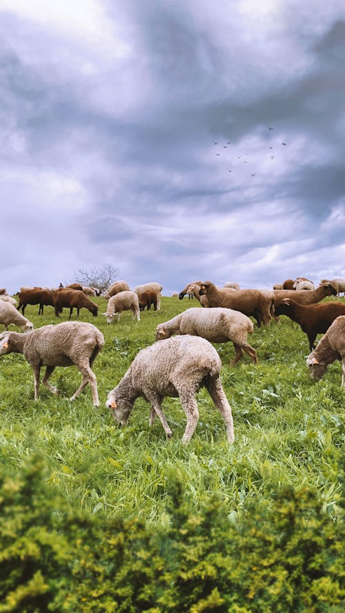 Herd of Sheep on Green Grass Field 