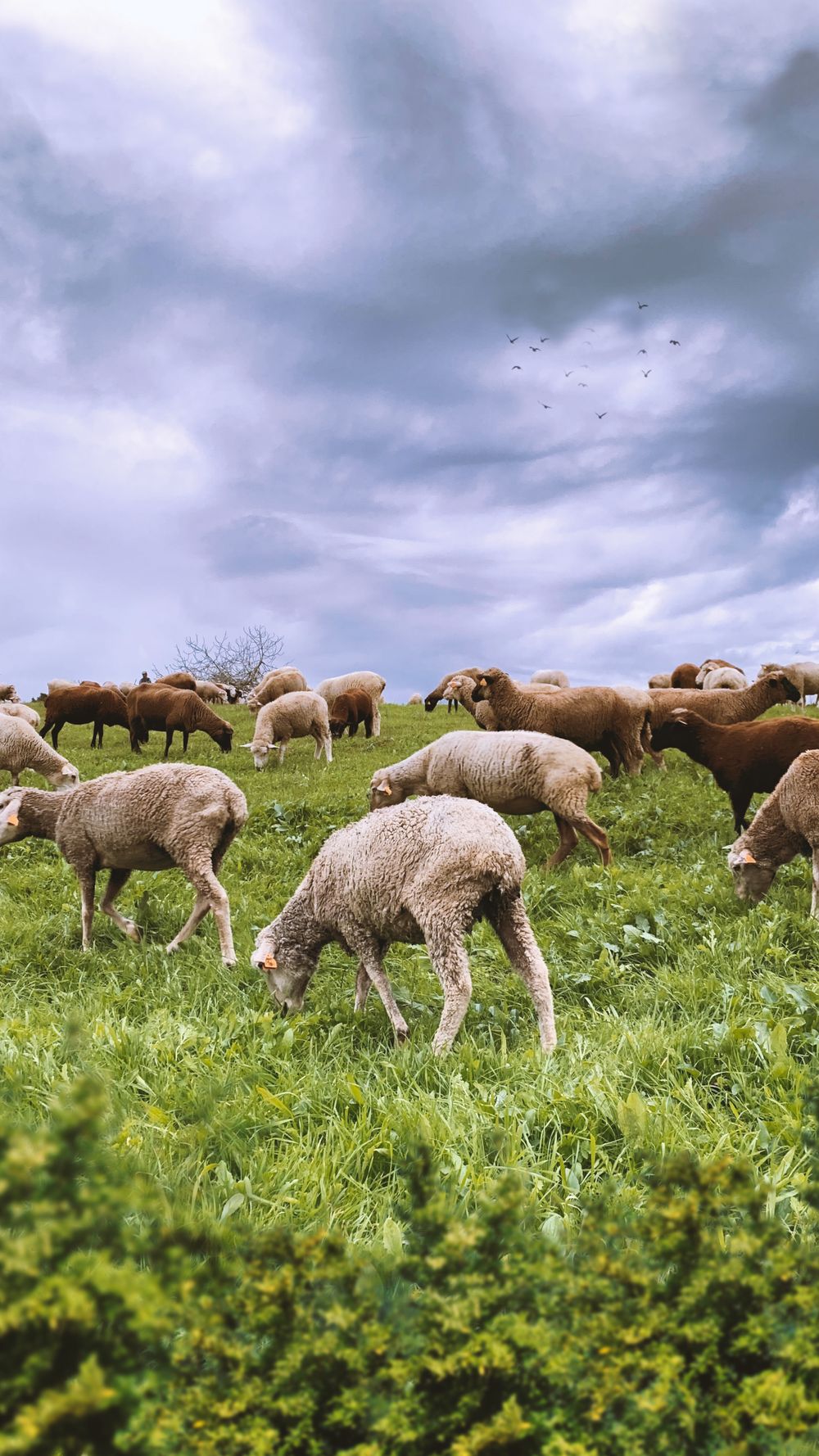 A herd of sheep grazing on a green pasture