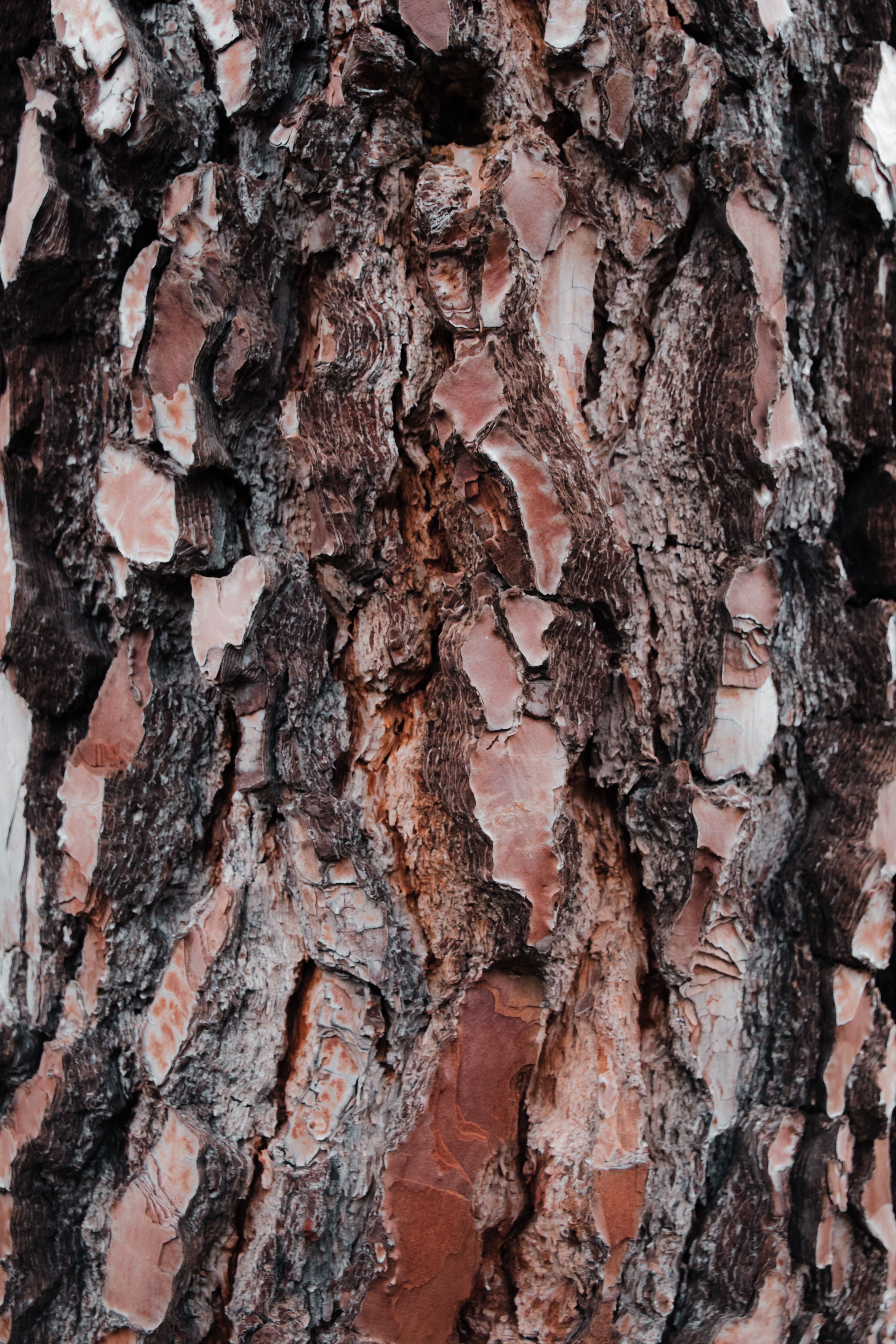 Close-up image of tree bark texture showcasing intricate details and natural patterns.