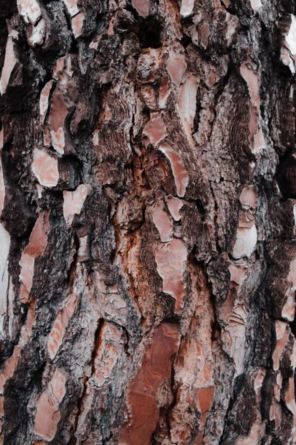 Close-up image of tree bark texture showcasing intricate details and natural patterns.