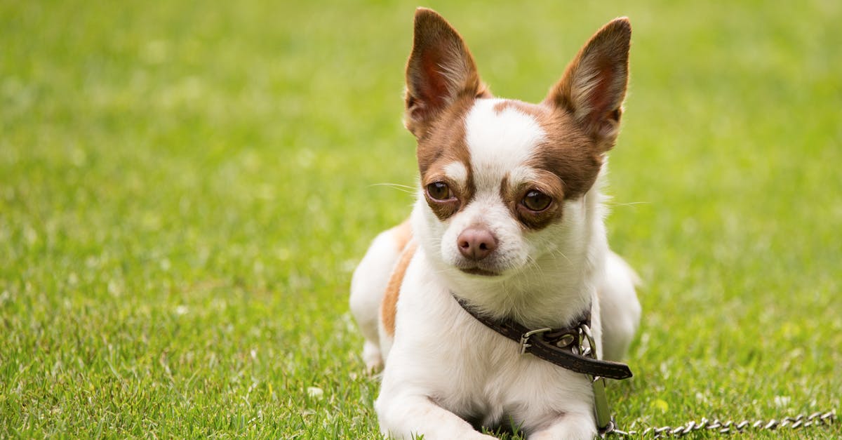 Adorable white and brown chihuahua dog in collar sitting on green grassy lawn on sunny day