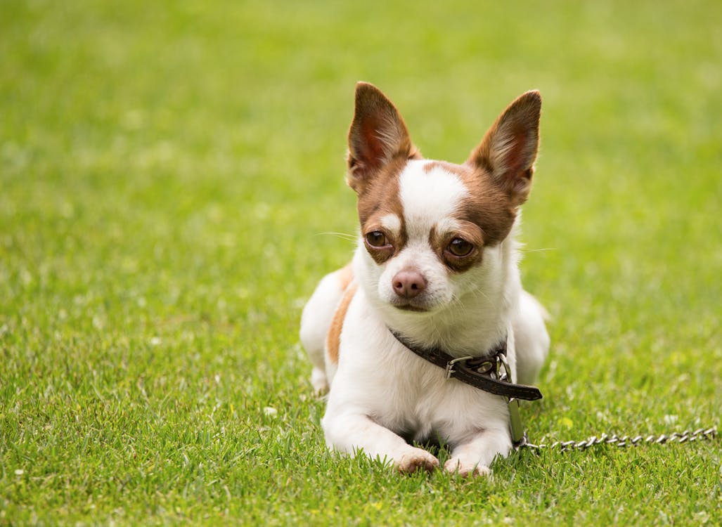 Free Adorable white and brown chihuahua dog in collar sitting on green grassy lawn on sunny day Stock Photo