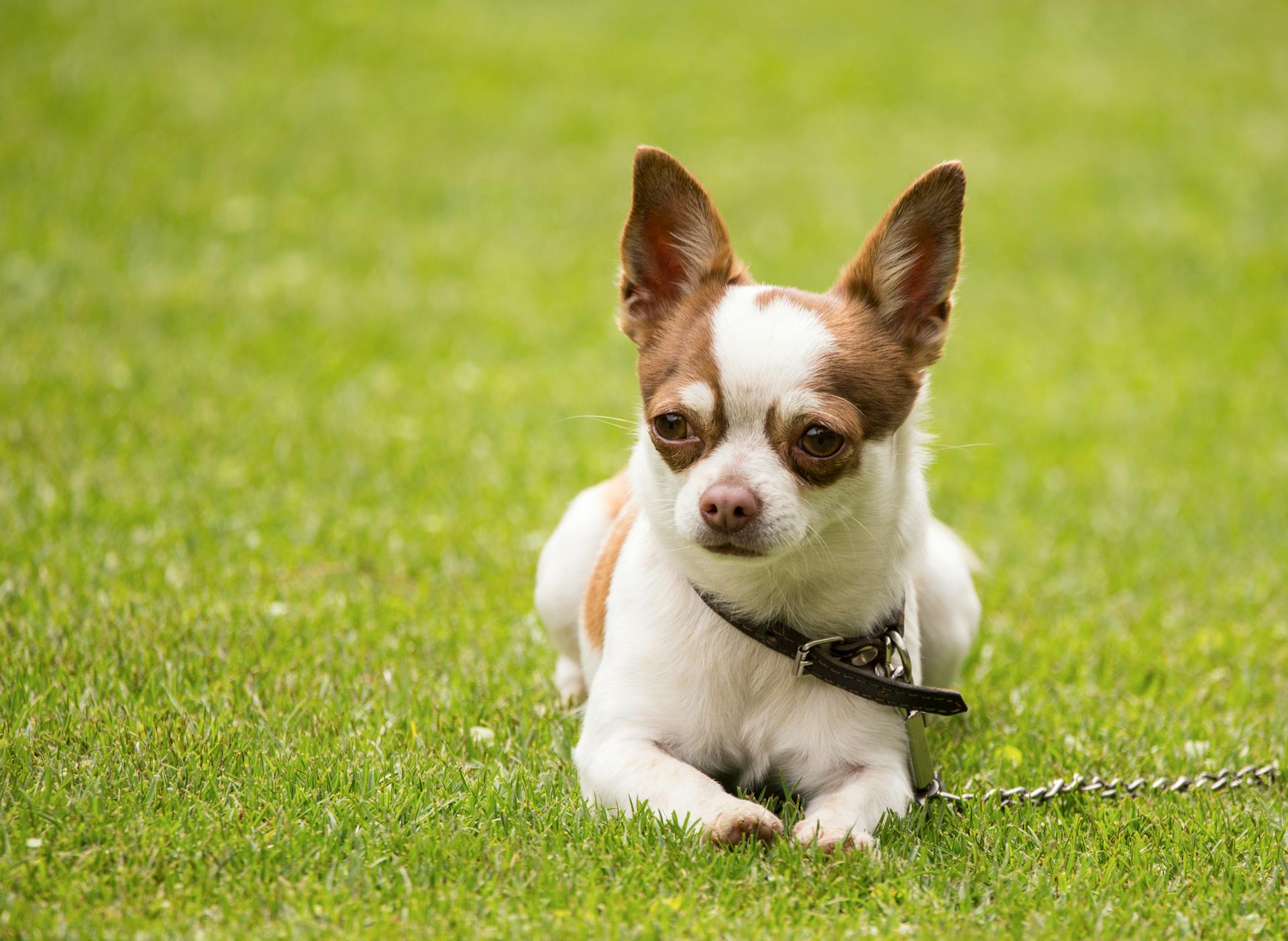 Söt vit och brun chihuahua hund i krage sitter på grön gräsmatta på en solig dag