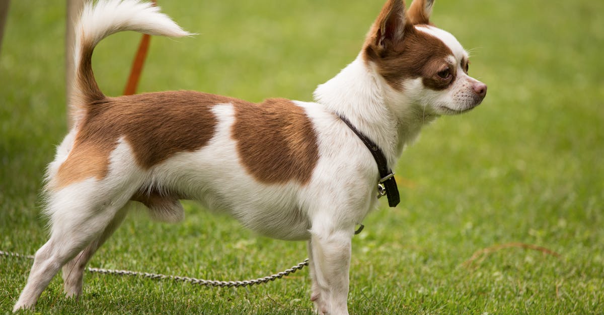 Why do some dogs get their tails docked