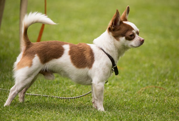 Adorable Small Chihuahua Standing On Green Lawn