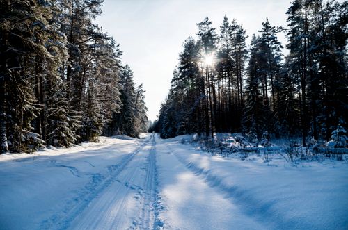 Free Scenic winter forest road with snow-covered pines and sunlight peeking through trees. Stock Photo