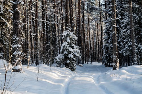 Free Snow Covered Trees during Winter Stock Photo