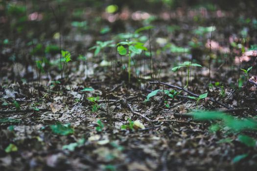 Close-up view of forest floor with young saplings sprouting amidst fallen leaves.