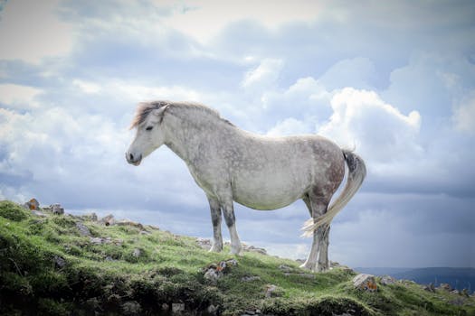 A striking white horse stands on a grassy hill in Libanus, Wales, under a cloudy sky.