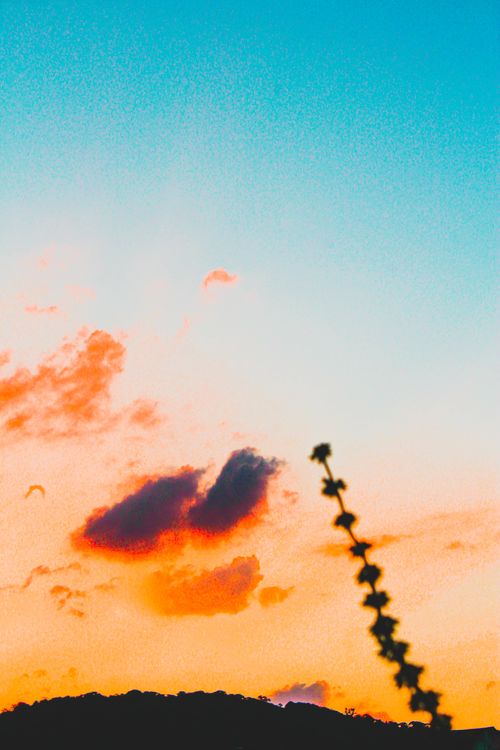 Free Striking silhouette of plant against a vivid sunset sky with colorful clouds. Stock Photo