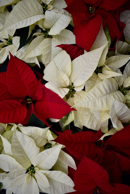 Fotomural Primer plano de vibrantes poinsettias rojas y blancas que muestran su belleza en un ambiente de jardín.