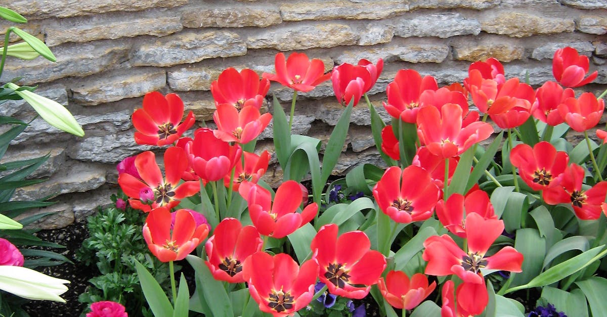 Free stock photo of flowers, minneapolis, tulips