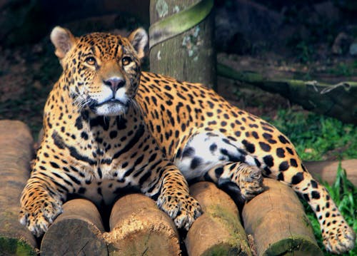 Foto profissional grátis de onça pintada