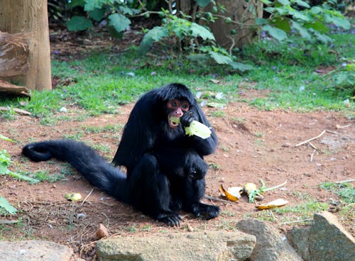 Free stock photo of macaco comendo, monckey