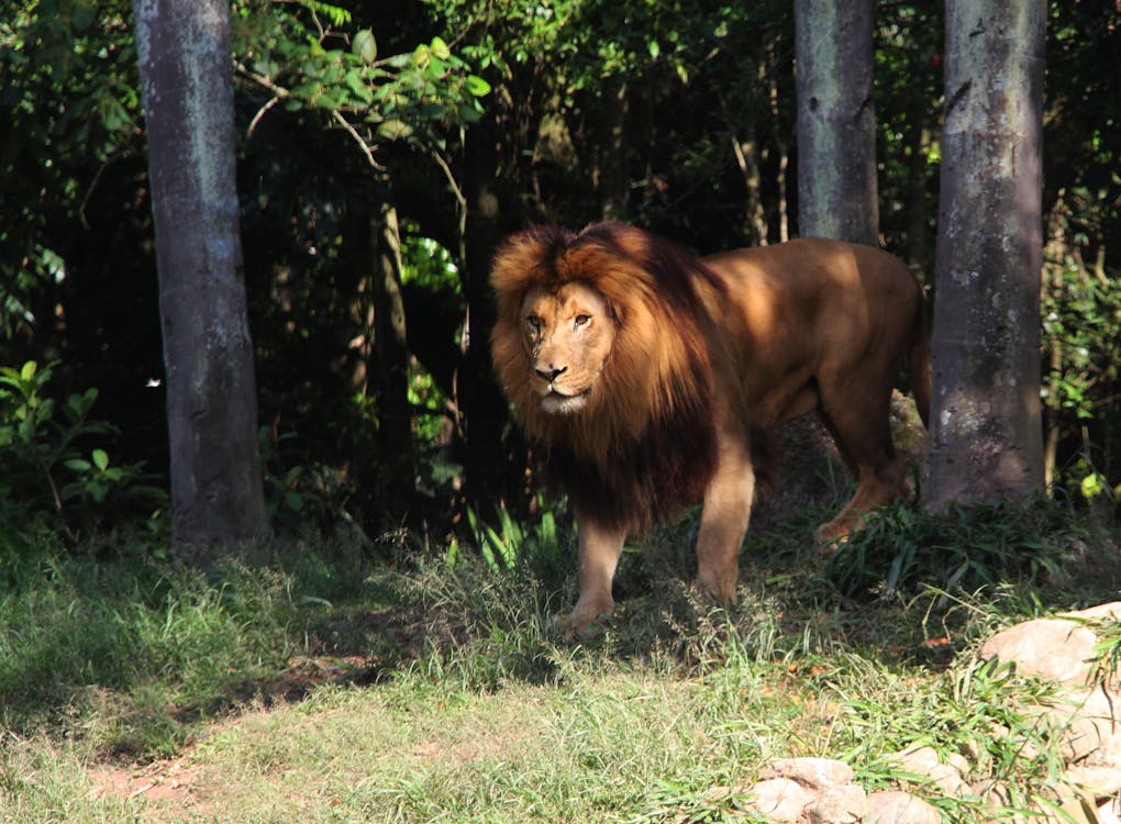 Free A Lion Prowling in the Woods Stock Photo