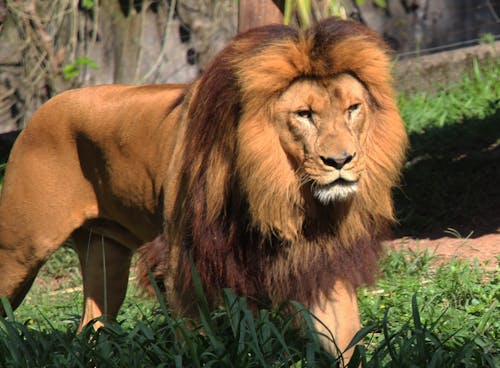 Foto profissional grátis de leão