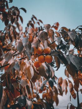 muted persimmon fruit soft