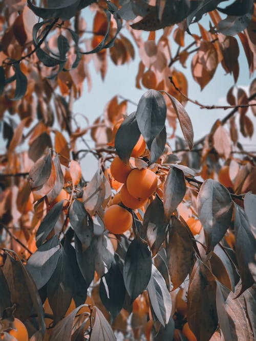 Immagine gratuita di arancia, foglie verdi, rami d'albero