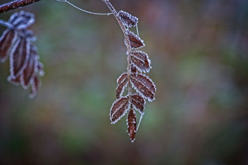 Frost on the Green Leaves