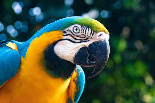 Free Animal Portrait of a Colorful Bird Stock Photo