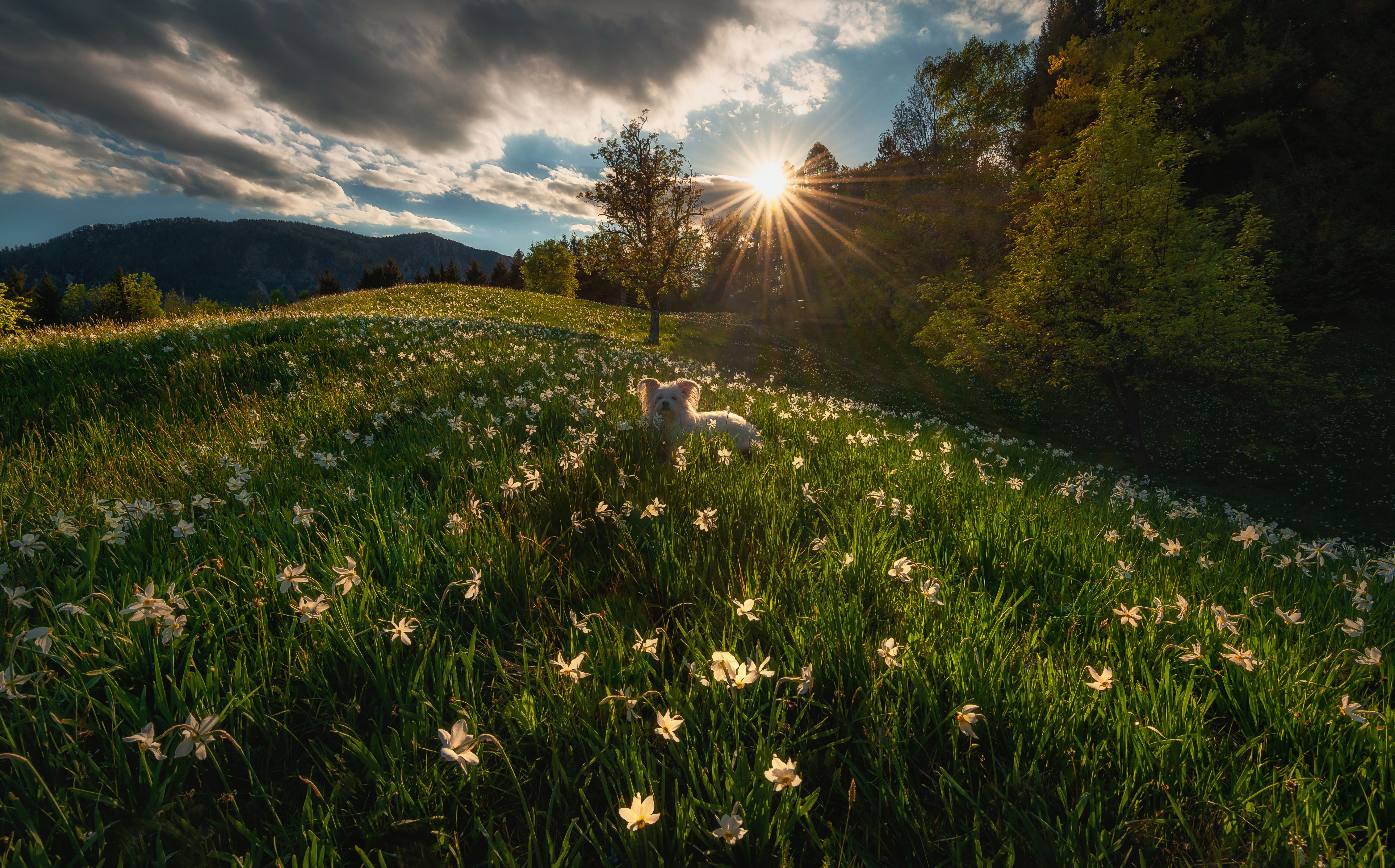 Are Daffodils Deadly for Dogs?