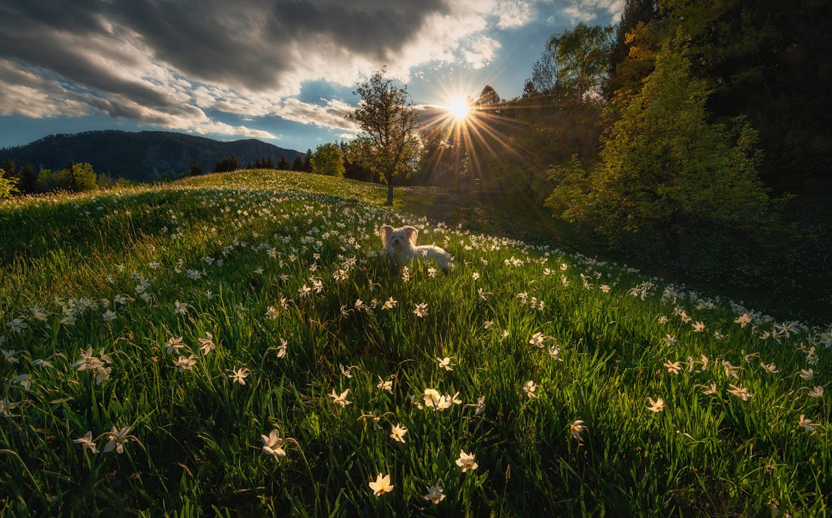 White Dog on Green Grass Field