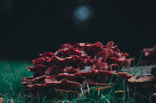 Free Red Mushroom on Green Grass Stock Photo