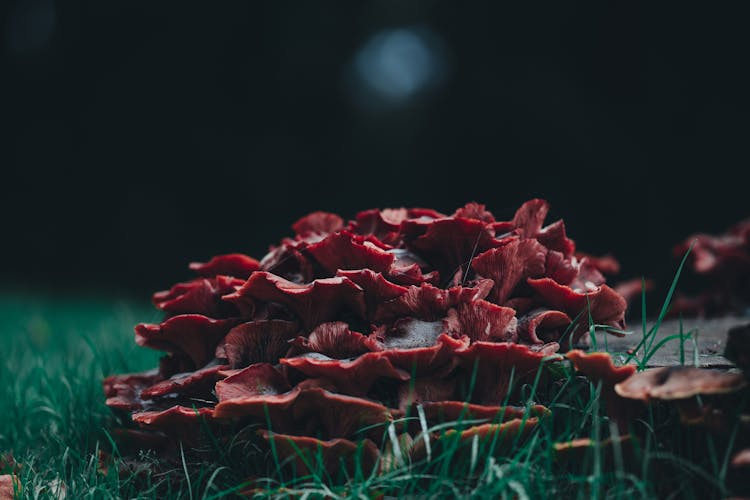 Red Mushroom On Green Grass