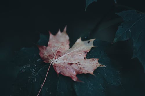 Fallen Red Maple Leaf on Green Leaves