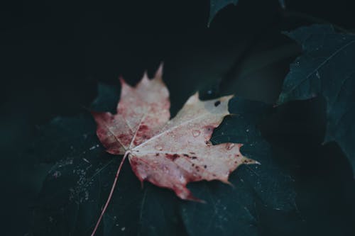 Can Weather Changes Trigger Migraines in Fall?