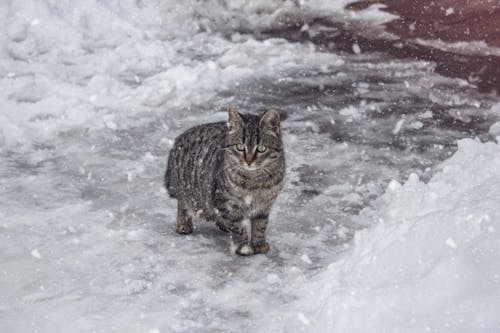 Tabby Cat on a Snow Covered Ground