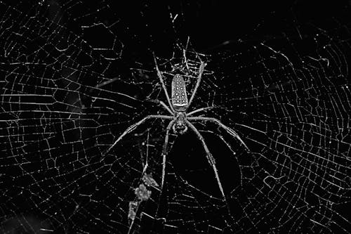 Grayscale Photo of a Spider on a Spiderweb