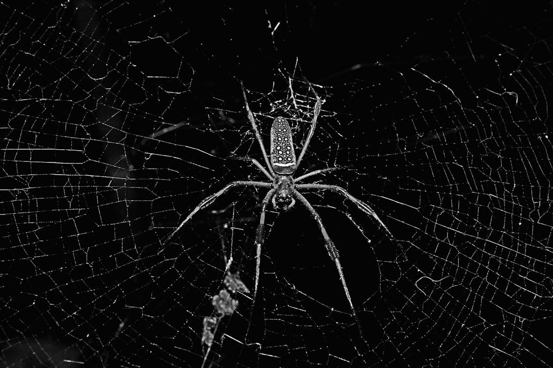 Black and Brown Spider on Spider Web in Close Up Photography