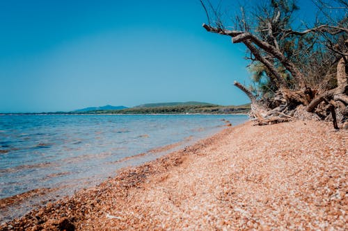 Photos gratuites de arbres nus, bord de mer, ciel bleu