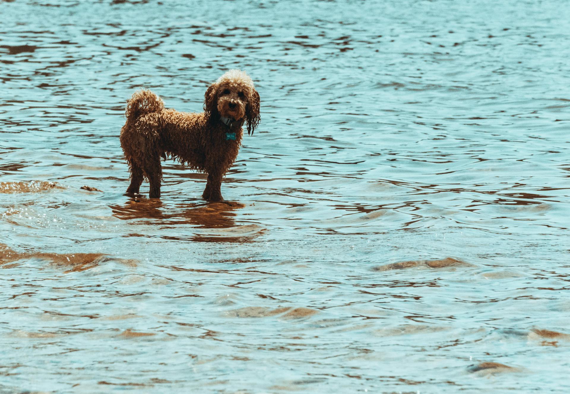 Brown Poodle on the Sea