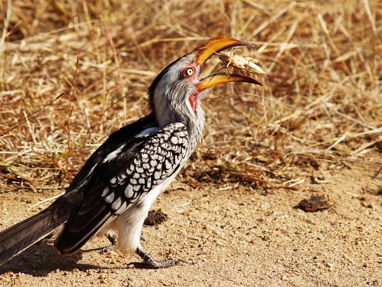 A Bird Eating An Insect