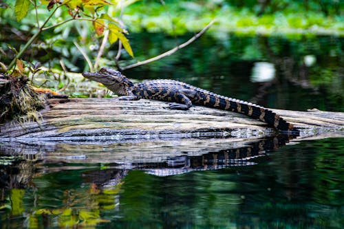 Black and Brown Crocodile on Brown Wooden Log