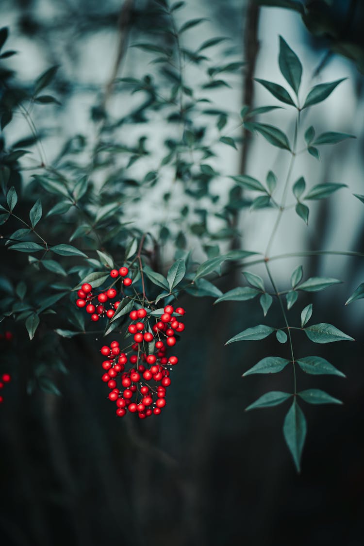 Red Berries On Thin Branch